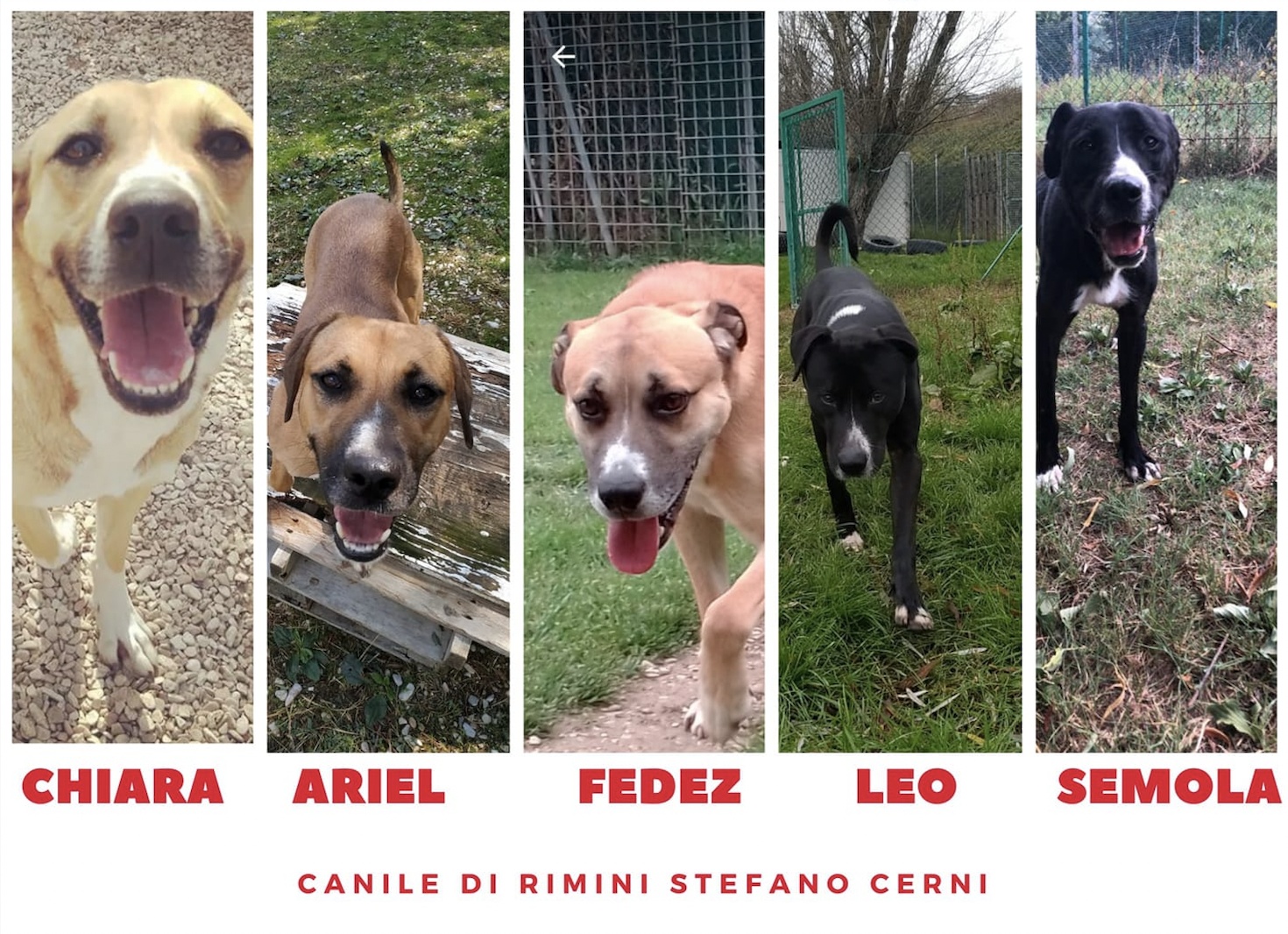 canile municipale