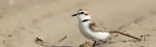 Fratino