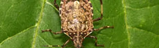 cimice asiatica