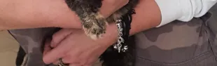 gattostella.jpg