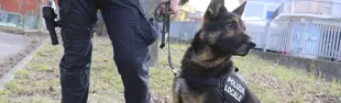 -jago_il_cane_antidroga_della_polizia_locale_in_azione_con_il_suo_conduttore_4.png