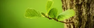 alberi_1.jpg