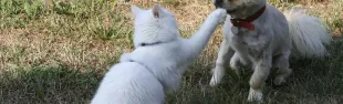 canegatto.jpg