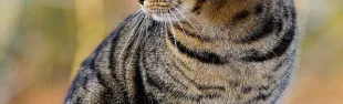 cat-1940487_960_720.jpg