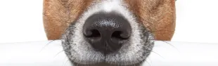 displasia-cane1.png
