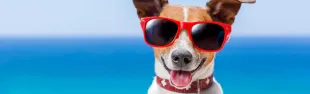 dog-friendly-holidays.jpg