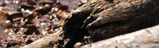 driftwood-203211_960_720_0.jpg