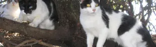 gatti.jpg