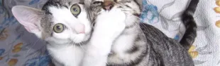 gatti_1.jpg