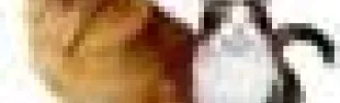 getimage.phpdatabasecomune_riminiid26665ext_0.jpg