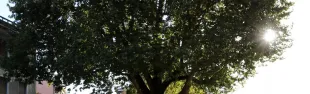 il_platano_di_piazza_malatesta_a74a2220.jpg