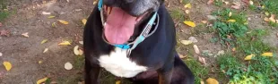 laika.jpg