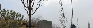 nuovi_alberi_flaminia_2_0.jpg