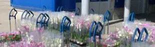 piante-ikea-per-centri-anziani.jpg