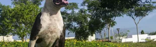 pitbull.jpg