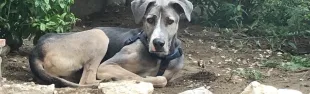 tobia.jpg