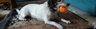 toby.jpg