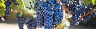 vino.jpg