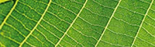 vivi-ilverde-ico.jpg