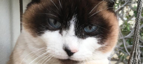 gatto