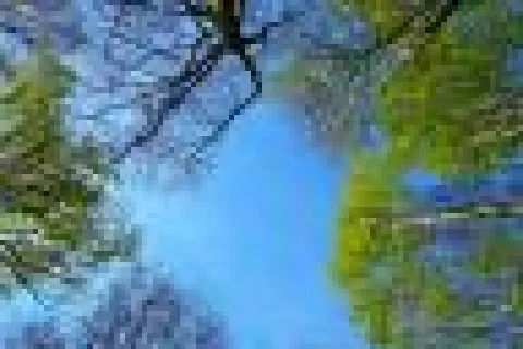 Alberi