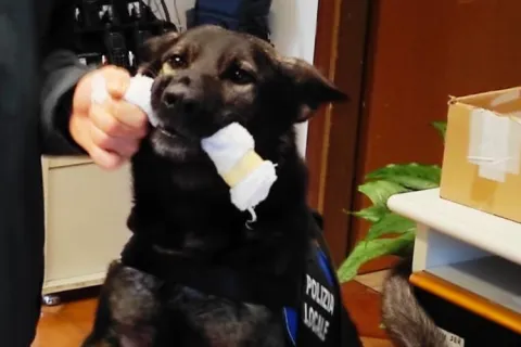 Cane antidroga