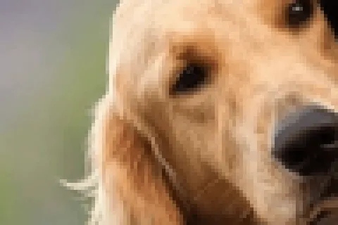 cane