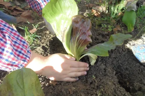 giardinaggio 