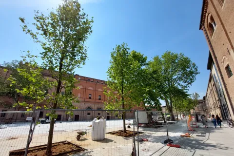 platani piazza malatesta