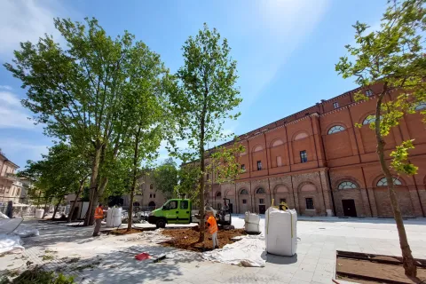 platani piazza malatesta