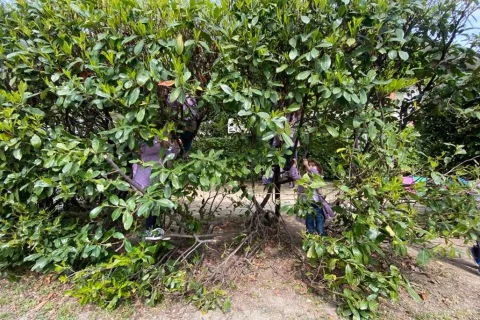 giardino