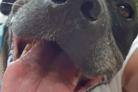 Laika
