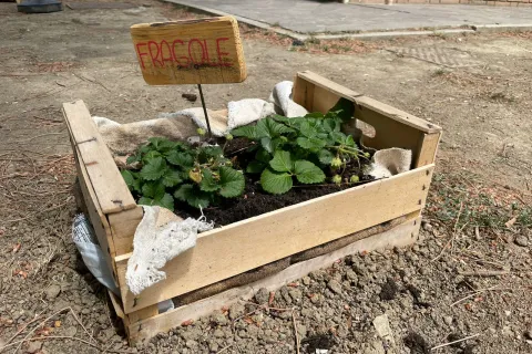 orto in cassetta
