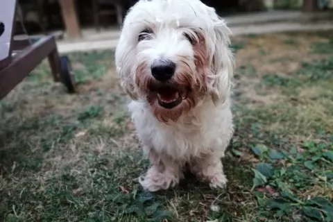 cane Mario