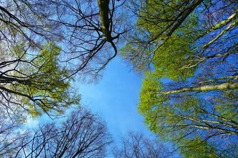 alberi