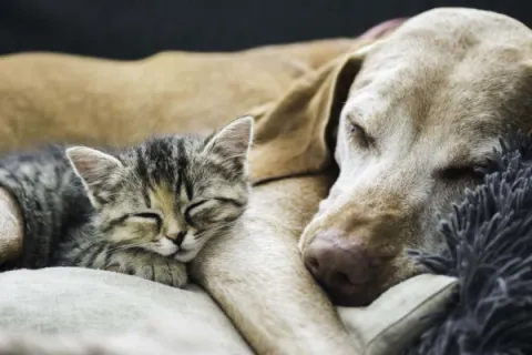 cane e gatto