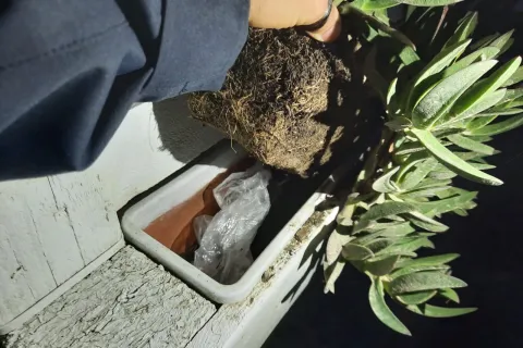 operazione antidroga