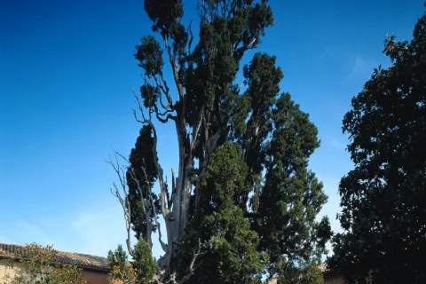 Convento di San Francesco (foto Salvatori)