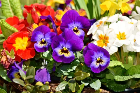 fiori