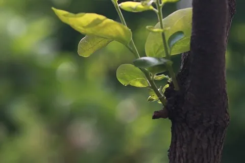 albero