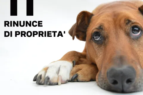 I numeri del Canile nel 2021