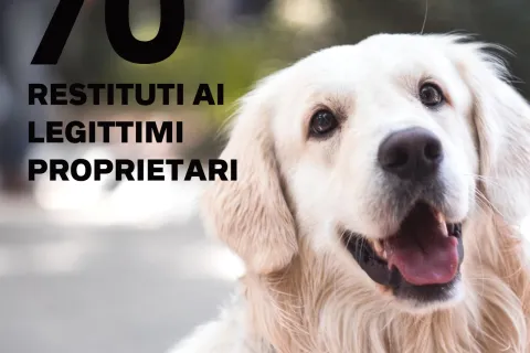 I numeri del Canile nel 2021