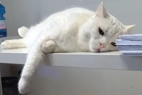 Gatto Michele