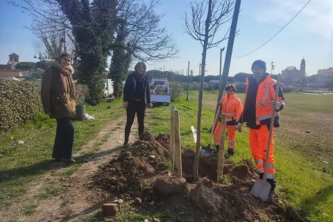 messa a dimora di un tiglio al Parco Marecchia