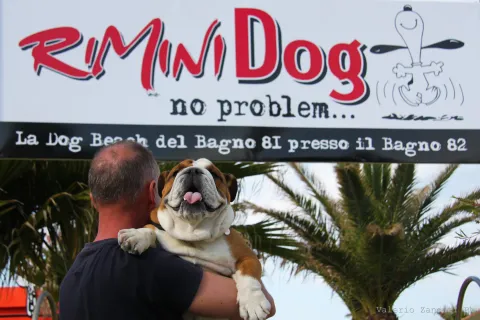 animali in spiaggia