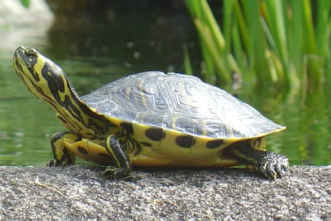 Trachemys Scripta