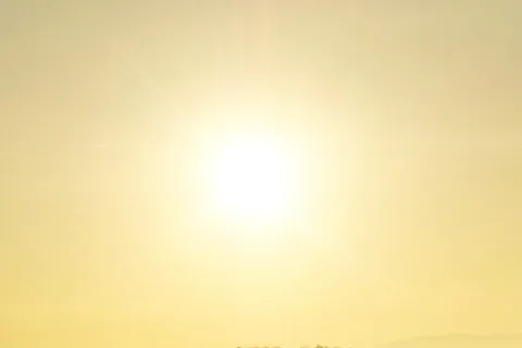 sole