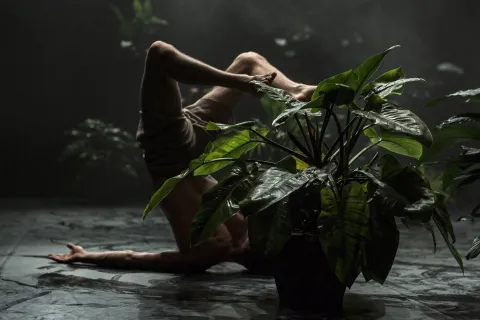 Le piante e i corpi del “Paradiso” di Virgilio Sieni