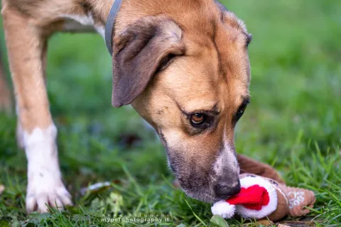 canile stefano cerni - chiara