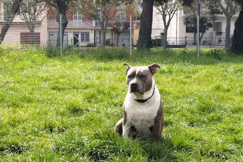 area cani